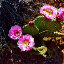 Cactuses seen close to the Visitor Center of Zion National Park